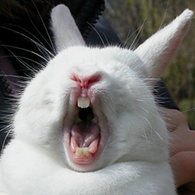 Создать мем: сумасшедший кролик, орущий заяц, кролик смешной
