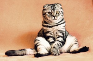Create meme: Scottish fold cat, Scottish fold, Scottish fold cat
