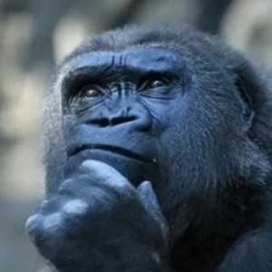 Create meme: pensive monkey, stickers, set of stickers