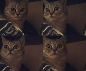 Create meme: memes, cat, when they realized that