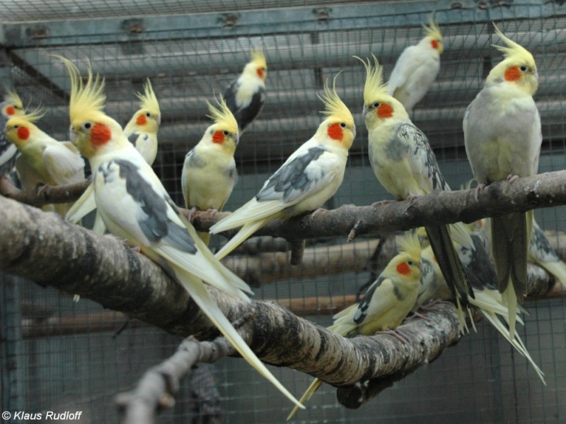 Create meme: Corella parrot, Corella, nymph Corella