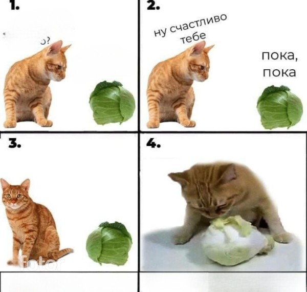 Создать мем: меме котики, кот, кот в капусте