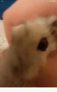 Create meme: hamster, hamster, blurred image