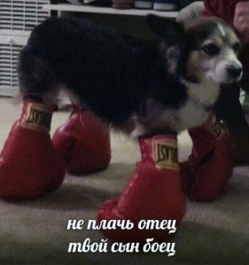 Create meme: dog funny, a dog with Boxing gloves, Dog