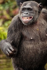 Create meme: funny chimpanzee, chimpanzee, chimpanzees