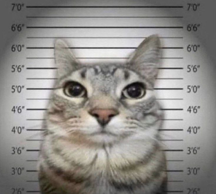 Создать мем: кот преступник, кот преступник с табличкой без надписи, кот с табличкой