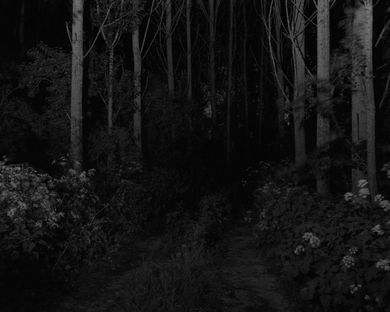 Create meme: Dark forest, the forest is dark and scary, the forest is creepy