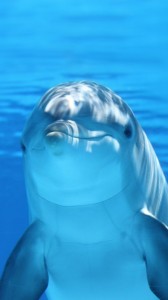 Create meme: dolphins in the sea, animals dolphins, dolphins under water