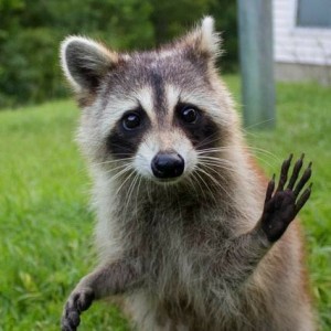 Create meme: enotik, happy raccoon, raccoon