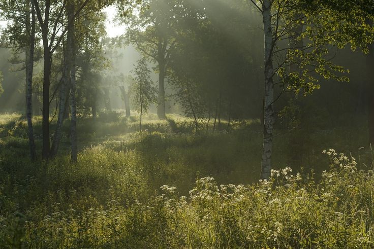 Создать мем: лес пейзаж, летнее утро в лесу, туманное утро в березовой роще