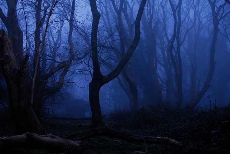 Create meme: dark forest, forest , The forest is dark and gloomy