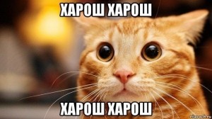 Создать мем: смешные коты приколы, лучшие мемы с котами, котик мем