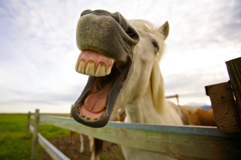 Create meme: neighing horse, a horse with teeth, moments of life
