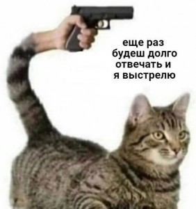 Создать мем: кот, кошка, кот с пистолетом из хвоста мем