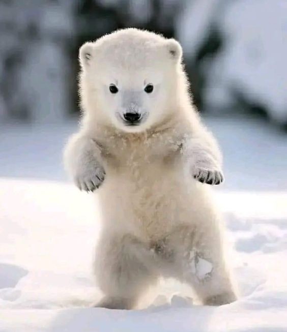 Create meme: polar bears, bears are white, cute polar bear