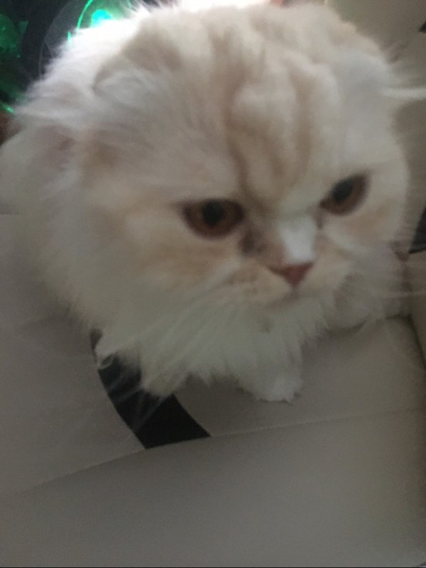 Create meme: Persian cat , white persian cat, Scottish fold 