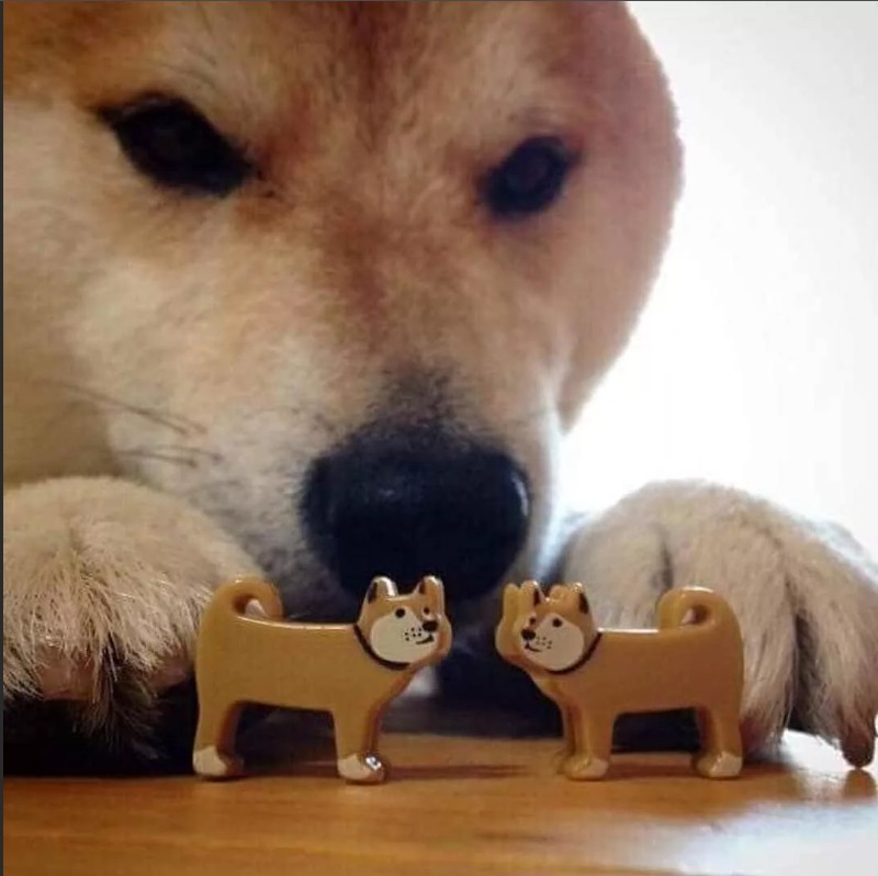 Create meme: dog Shiba inu, meme dog bites, meme dog with two toys