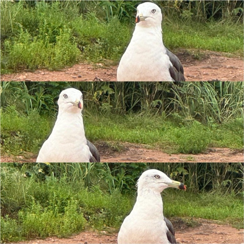 Create meme: blue gull, the blue gull is young, the seagull is big