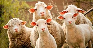 Создать мем: сельхоз животные, бараны и овцы, мелко рогатый скот овцы