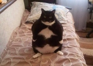 Create meme: fatcat, cat, come to the mirror, need to lose weight go to the refrigerator we must eat