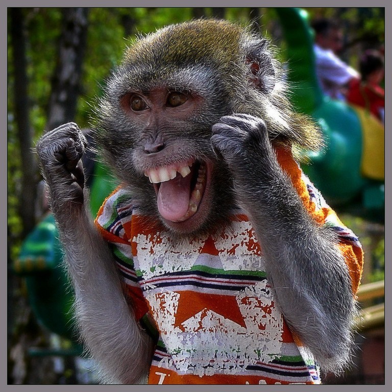 Create meme: the joyful monkey, the monkey is funny, funny monkeys