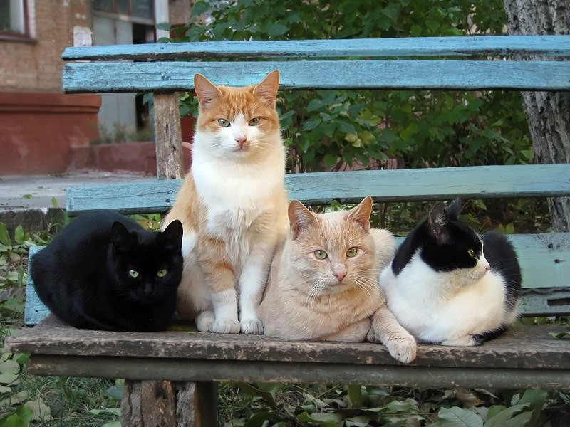 Create meme: yard cat, the cat is sitting on the bench, cat 