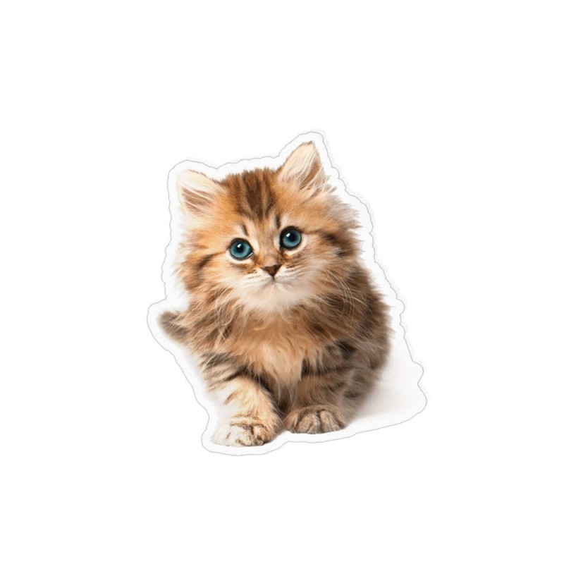 Create meme: cat , kittens postcards, kittens are fluffy 