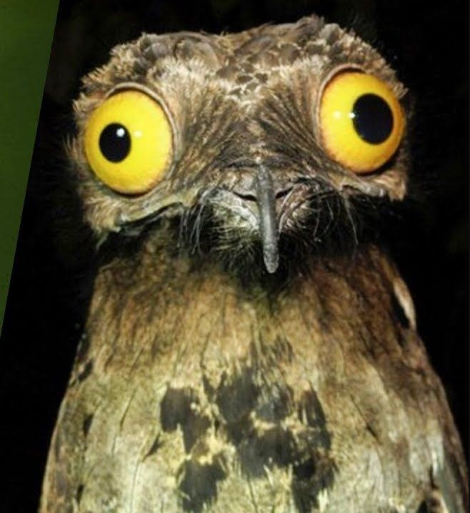 Create meme: grey forest nightjar, owl Nightjar, The forest nightjar