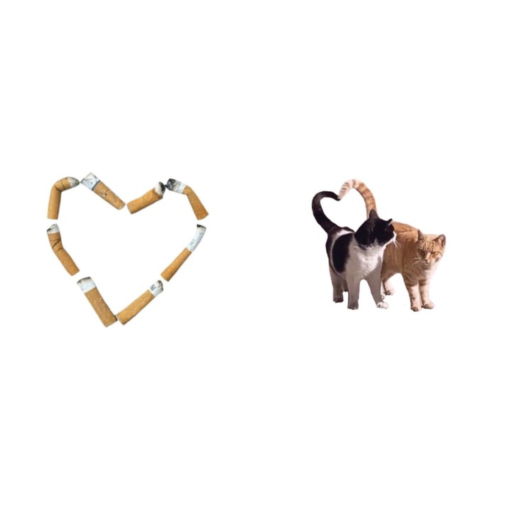 Create meme: animals , heart-shaped earrings, fashionable earrings