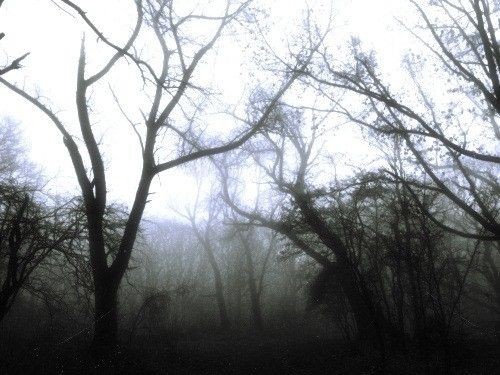 Create meme: gloomy landscapes, dark forest, nature 