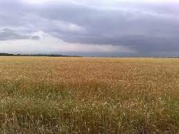 Create meme: wheat field, landscape , photo of wheat