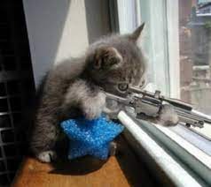 Создать мем: кот с пистолетом, кот, кот с ружьем