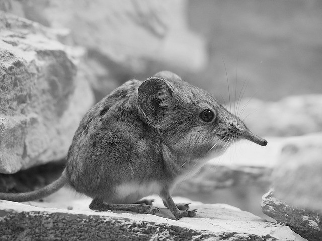 Create meme: jumper elephant shrew, shrew mouse, The shrew is an animal