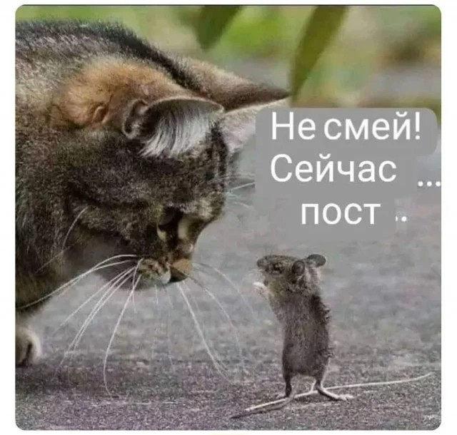 Create meme: cat catches mouse, the cat and the mouse, the cat caught the mouse