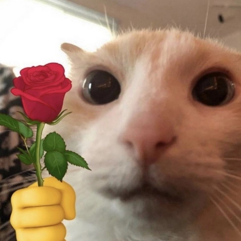 Create meme: cat with a rose meme, cat , The cat with the meme