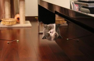 Create meme: pet cats game GIF, cat asking for food, cat spy