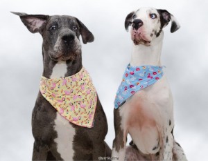 Create meme: Jack Russell with bandana, dog bandana art, dog