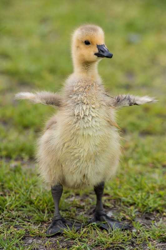 Create meme: goslings were , duckling and gosling, little goslings