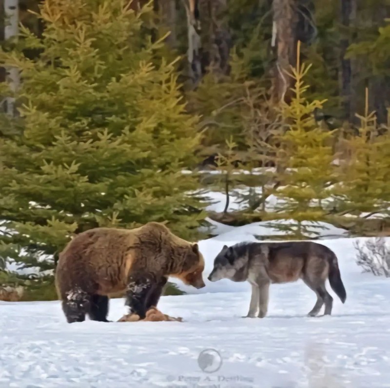 Создать мем: волк и медведь, стая волков против медведя, западно сибирская лайка медведь