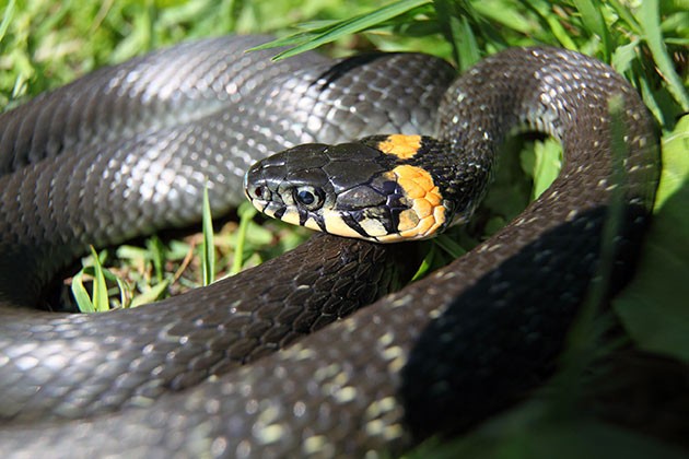 Создать мем: чёрная змея, черная болотная гадюка, обыкновенный уж