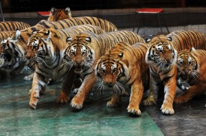 Create meme: Sumatran tiger, tiger, the Amur tiger