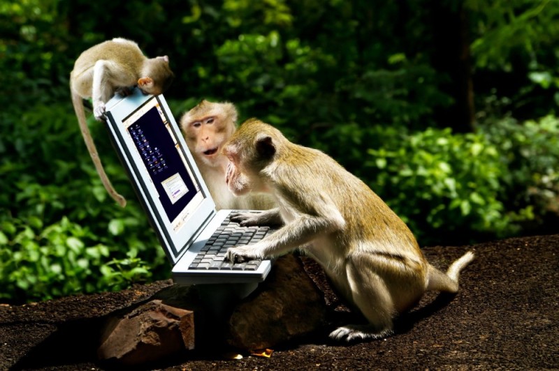 Create meme: smart animals , the monkey behind the computer, animals 