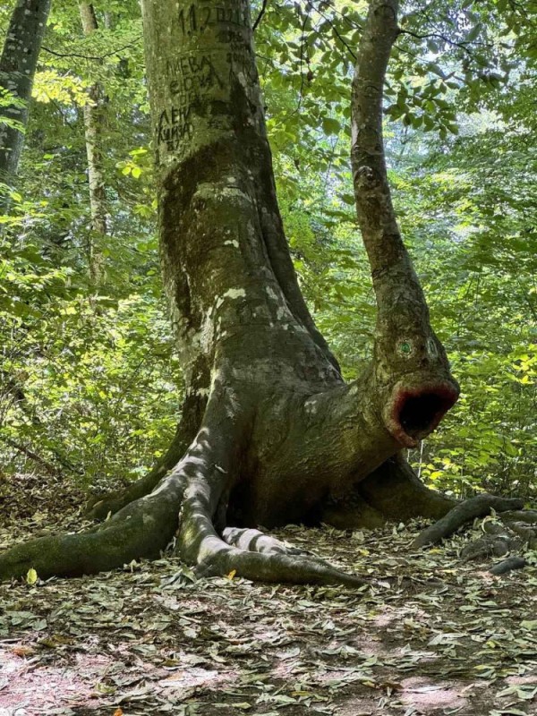 Create meme: scary tree, amazing trees, A tree in the forest