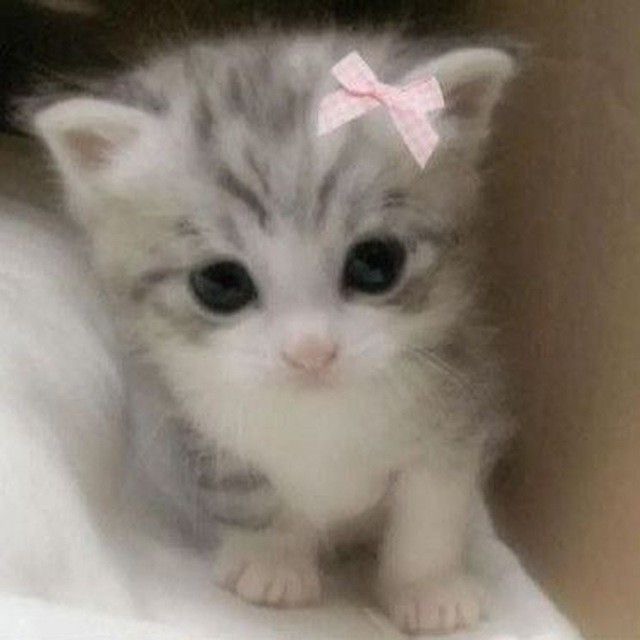 Create meme: cats kittens, cats are small, cute kittens