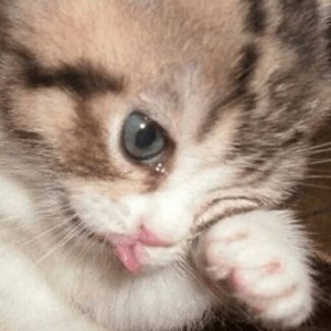 Создать мем: очаровательные котята, плачущий кот, милые котики