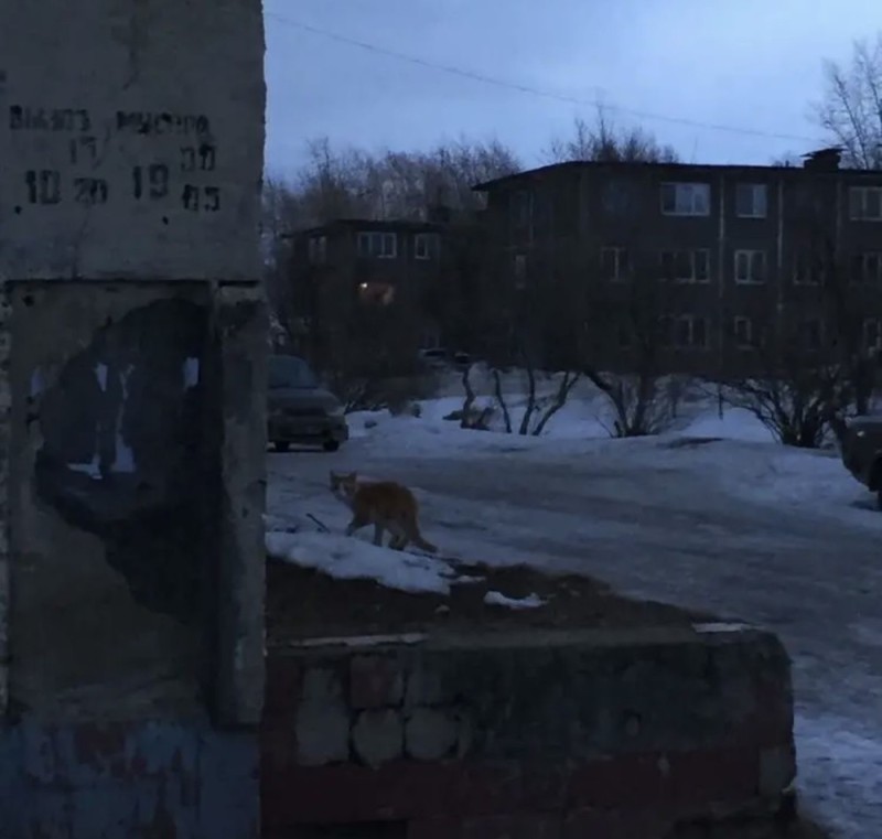 Create meme: the landscape is gloomy, wolves in the Alexandrovsky district, Fox 