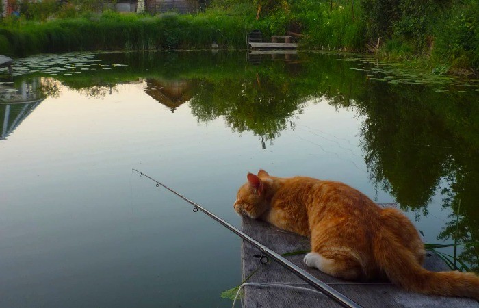 Создать мем: кот на рыбалке, коты на рыбалке, кот с рыбой