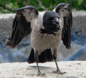 Create meme: Raven bird, Raven crow, hoodie