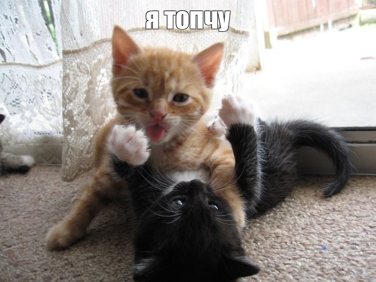 Create meme: cat funny , two cats, animals cute