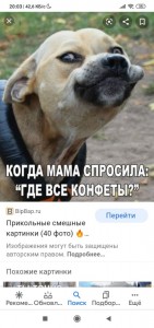 Create meme: Dog, funny pictures of animals, animal funny